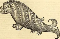 An illustration from Icones animalium quadrupedum uiuiparorum et ouiparorum : quae in Historiae animalium Conradi Gesneri libro I. et II. describuntur, cum nomenclaturis singulorum latinis, graecis, italicis, gallicis, et germanicis plerunque, et aliarum quoque linguarum, certis ordinibus digestae (1560)