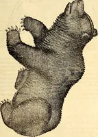 Picture 70 of 971 from Icones animalium quadrupedum uiuiparorum et ouiparorum : quae in Historiae animalium Conradi Gesneri libro I. et II. describuntur, cum nomenclaturis singulorum latinis, graecis, italicis, gallicis, et germanicis plerunque, et aliarum quoque linguarum, certis ordinibus digestae (1560), leaf 74