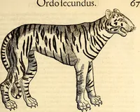 Picture 72 of 971 from Icones animalium quadrupedum uiuiparorum et ouiparorum : quae in Historiae animalium Conradi Gesneri libro I. et II. describuntur, cum nomenclaturis singulorum latinis, graecis, italicis, gallicis, et germanicis plerunque, et aliarum quoque linguarum, certis ordinibus digestae (1560), leaf 76