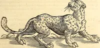 Picture 73 of 971 from Icones animalium quadrupedum uiuiparorum et ouiparorum : quae in Historiae animalium Conradi Gesneri libro I. et II. describuntur, cum nomenclaturis singulorum latinis, graecis, italicis, gallicis, et germanicis plerunque, et aliarum quoque linguarum, certis ordinibus digestae (1560), leaf 76
