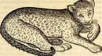 Picture 74 of 971 from Icones animalium quadrupedum uiuiparorum et ouiparorum : quae in Historiae animalium Conradi Gesneri libro I. et II. describuntur, cum nomenclaturis singulorum latinis, graecis, italicis, gallicis, et germanicis plerunque, et aliarum quoque linguarum, certis ordinibus digestae (1560), leaf 78