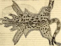 Picture 75 of 971 from Icones animalium quadrupedum uiuiparorum et ouiparorum : quae in Historiae animalium Conradi Gesneri libro I. et II. describuntur, cum nomenclaturis singulorum latinis, graecis, italicis, gallicis, et germanicis plerunque, et aliarum quoque linguarum, certis ordinibus digestae (1560), leaf 80