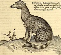 Picture 76 of 971 from Icones animalium quadrupedum uiuiparorum et ouiparorum : quae in Historiae animalium Conradi Gesneri libro I. et II. describuntur, cum nomenclaturis singulorum latinis, graecis, italicis, gallicis, et germanicis plerunque, et aliarum quoque linguarum, certis ordinibus digestae (1560), leaf 80