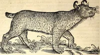Picture 78 of 971 from Icones animalium quadrupedum uiuiparorum et ouiparorum : quae in Historiae animalium Conradi Gesneri libro I. et II. describuntur, cum nomenclaturis singulorum latinis, graecis, italicis, gallicis, et germanicis plerunque, et aliarum quoque linguarum, certis ordinibus digestae (1560), leaf 83