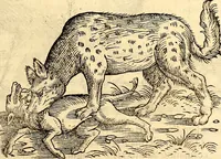 Picture 81 of 971 from Icones animalium quadrupedum uiuiparorum et ouiparorum : quae in Historiae animalium Conradi Gesneri libro I. et II. describuntur, cum nomenclaturis singulorum latinis, graecis, italicis, gallicis, et germanicis plerunque, et aliarum quoque linguarum, certis ordinibus digestae (1560), leaf 84
