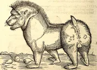 Picture 82 of 971 from Icones animalium quadrupedum uiuiparorum et ouiparorum : quae in Historiae animalium Conradi Gesneri libro I. et II. describuntur, cum nomenclaturis singulorum latinis, graecis, italicis, gallicis, et germanicis plerunque, et aliarum quoque linguarum, certis ordinibus digestae (1560), leaf 85