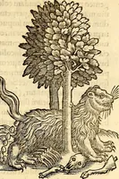 Picture 83 of 971 from Icones animalium quadrupedum uiuiparorum et ouiparorum : quae in Historiae animalium Conradi Gesneri libro I. et II. describuntur, cum nomenclaturis singulorum latinis, graecis, italicis, gallicis, et germanicis plerunque, et aliarum quoque linguarum, certis ordinibus digestae (1560), leaf 88