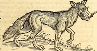Picture 84 of 971 from Icones animalium quadrupedum uiuiparorum et ouiparorum : quae in Historiae animalium Conradi Gesneri libro I. et II. describuntur, cum nomenclaturis singulorum latinis, graecis, italicis, gallicis, et germanicis plerunque, et aliarum quoque linguarum, certis ordinibus digestae (1560), leaf 88