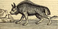 An illustration from Icones animalium quadrupedum uiuiparorum et ouiparorum : quae in Historiae animalium Conradi Gesneri libro I. et II. describuntur, cum nomenclaturis singulorum latinis, graecis, italicis, gallicis, et germanicis plerunque, et aliarum quoque linguarum, certis ordinibus digestae (1560)