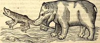 An illustration from Icones animalium quadrupedum uiuiparorum et ouiparorum : quae in Historiae animalium Conradi Gesneri libro I. et II. describuntur, cum nomenclaturis singulorum latinis, graecis, italicis, gallicis, et germanicis plerunque, et aliarum quoque linguarum, certis ordinibus digestae (1560)