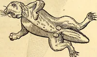 Picture 89 of 971 from Icones animalium quadrupedum uiuiparorum et ouiparorum : quae in Historiae animalium Conradi Gesneri libro I. et II. describuntur, cum nomenclaturis singulorum latinis, graecis, italicis, gallicis, et germanicis plerunque, et aliarum quoque linguarum, certis ordinibus digestae (1560), leaf 92