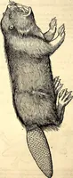 Picture 90 of 971 from Icones animalium quadrupedum uiuiparorum et ouiparorum : quae in Historiae animalium Conradi Gesneri libro I. et II. describuntur, cum nomenclaturis singulorum latinis, graecis, italicis, gallicis, et germanicis plerunque, et aliarum quoque linguarum, certis ordinibus digestae (1560), leaf 93