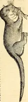 An illustration from Icones animalium quadrupedum uiuiparorum et ouiparorum : quae in Historiae animalium Conradi Gesneri libro I. et II. describuntur, cum nomenclaturis singulorum latinis, graecis, italicis, gallicis, et germanicis plerunque, et aliarum quoque linguarum, certis ordinibus digestae (1560)