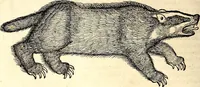 Picture 92 of 971 from Icones animalium quadrupedum uiuiparorum et ouiparorum : quae in Historiae animalium Conradi Gesneri libro I. et II. describuntur, cum nomenclaturis singulorum latinis, graecis, italicis, gallicis, et germanicis plerunque, et aliarum quoque linguarum, certis ordinibus digestae (1560), leaf 95
