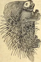 Picture 93 of 971 from Icones animalium quadrupedum uiuiparorum et ouiparorum : quae in Historiae animalium Conradi Gesneri libro I. et II. describuntur, cum nomenclaturis singulorum latinis, graecis, italicis, gallicis, et germanicis plerunque, et aliarum quoque linguarum, certis ordinibus digestae (1560), leaf 96