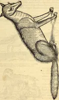 Picture 94 of 971 from Icones animalium quadrupedum uiuiparorum et ouiparorum : quae in Historiae animalium Conradi Gesneri libro I. et II. describuntur, cum nomenclaturis singulorum latinis, graecis, italicis, gallicis, et germanicis plerunque, et aliarum quoque linguarum, certis ordinibus digestae (1560), leaf 98