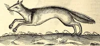 An illustration from Icones animalium quadrupedum uiuiparorum et ouiparorum : quae in Historiae animalium Conradi Gesneri libro I. et II. describuntur, cum nomenclaturis singulorum latinis, graecis, italicis, gallicis, et germanicis plerunque, et aliarum quoque linguarum, certis ordinibus digestae (1560)