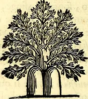Picture 234 of 270 from Iconografia, cioè disegni d'imagini de famosissimi monarchi, regi, filosofi, poeti ed oratori dell'antichità, cauati (1669), leaf 415