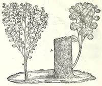Picture 13 of 50 from I dieci libri d'architettvra (1660), leaf 60