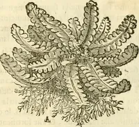 An illustration from I dieci libri d'architettvra (1660)