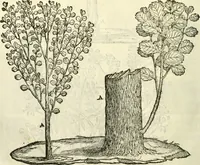 An illustration from I dieci libri d'architettvra (1660)