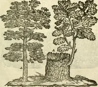 An illustration from I dieci libri d'architettvra (1660)