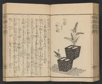 An illustration from Ikebana hayamanabi (1851)