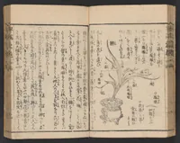 An illustration from Ikebana hayamanabi (1851)