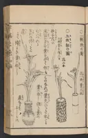 An illustration from Ikebana hayamanabi (1851)