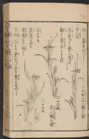 An illustration from Ikebana hayamanabi (1851)