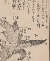 An illustration from Ikebana hayamanabi (1851)