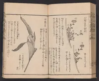 An illustration from Ikebana hayamanabi (1851)