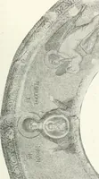 Picture 43 of 254 from Ikonografia Bogomateri (1914), leaf 122
