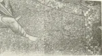 An illustration from Ikonografia Bogomateri (1914)