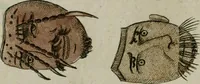 An illustration from Il costume antico e moderno, o, storia del governo, della milizia, della religione, delle arti, scienze ed usanze di tutti i popoli antichi e moderni, provata coi monumenti dell'antichità e rappresentata cogli analoghi disegni dal dottor Giulio Ferrario : America (1826)