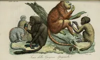 An illustration from Il costume antico e moderno, o, storia del governo, della milizia, della religione, delle arti, scienze ed usanze di tutti i popoli antichi e moderni, provata coi monumenti dell'antichità e rappresentata cogli analoghi disegni dal dottor Giulio Ferrario : America (1826)