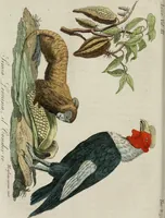 An illustration from Il costume antico e moderno, o, storia del governo, della milizia, della religione, delle arti, scienze ed usanze di tutti i popoli antichi e moderni, provata coi monumenti dell'antichità e rappresentata cogli analoghi disegni dal dottor Giulio Ferrario : America (1826)