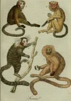 An illustration from Il costume antico e moderno, o, storia del governo, della milizia, della religione, delle arti, scienze ed usanze di tutti i popoli antichi e moderni, provata coi monumenti dell'antichità e rappresentata cogli analoghi disegni dal dottor Giulio Ferrario : America (1826)