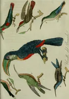 An illustration from Il costume antico e moderno, o, storia del governo, della milizia, della religione, delle arti, scienze ed usanze di tutti i popoli antichi e moderni, provata coi monumenti dell'antichità e rappresentata cogli analoghi disegni dal dottor Giulio Ferrario : America (1826)