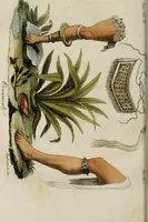 Picture 76 of 92 from Il costume antico e moderno, o, storia del governo, della milizia, della religione, delle arti, scienze ed usanze di tutti i popoli antichi e moderni, provata coi monumenti dell'antichità e rappresentata cogli analoghi disegni dal dottor Giulio Ferrario : America (1826), leaf 656