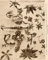 An illustration from Il ferro nell'arte italiana; (1910)