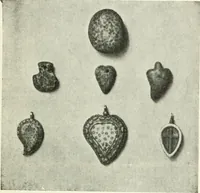 Picture 40 of 58 from Il feticismo primitivo in Italia, e le sue forme di adattamento (1907), leaf 118