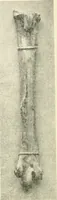 An illustration from Il feticismo primitivo in Italia, e le sue forme di adattamento (1907)