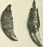 An illustration from Il feticismo primitivo in Italia, e le sue forme di adattamento (1907)