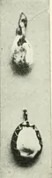 An illustration from Il feticismo primitivo in Italia, e le sue forme di adattamento (1907)