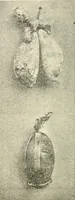 Picture 13 of 58 from Il feticismo primitivo in Italia, e le sue forme di adattamento (1907), leaf 57