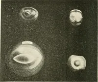 An illustration from Il feticismo primitivo in Italia, e le sue forme di adattamento (1907)