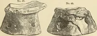Picture 37 of 641 from Ilios; the city and country of the Trojans. The results of researches and discoveries on the site of Troy and throughout the Troad in the years 1871-72-73-78-79, including an autobiography of the author (1880), leaf 248