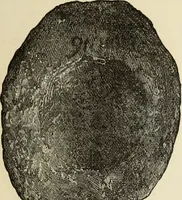 An illustration from Ilios; the city and country of the Trojans. The results of researches and discoveries on the site of Troy and throughout the Troad in the years 1871-72-73-78-79, including an autobiography of the author (1880)