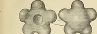 Picture 105 of 641 from Ilios; the city and country of the Trojans. The results of researches and discoveries on the site of Troy and throughout the Troad in the years 1871-72-73-78-79, including an autobiography of the author (1880), leaf 366